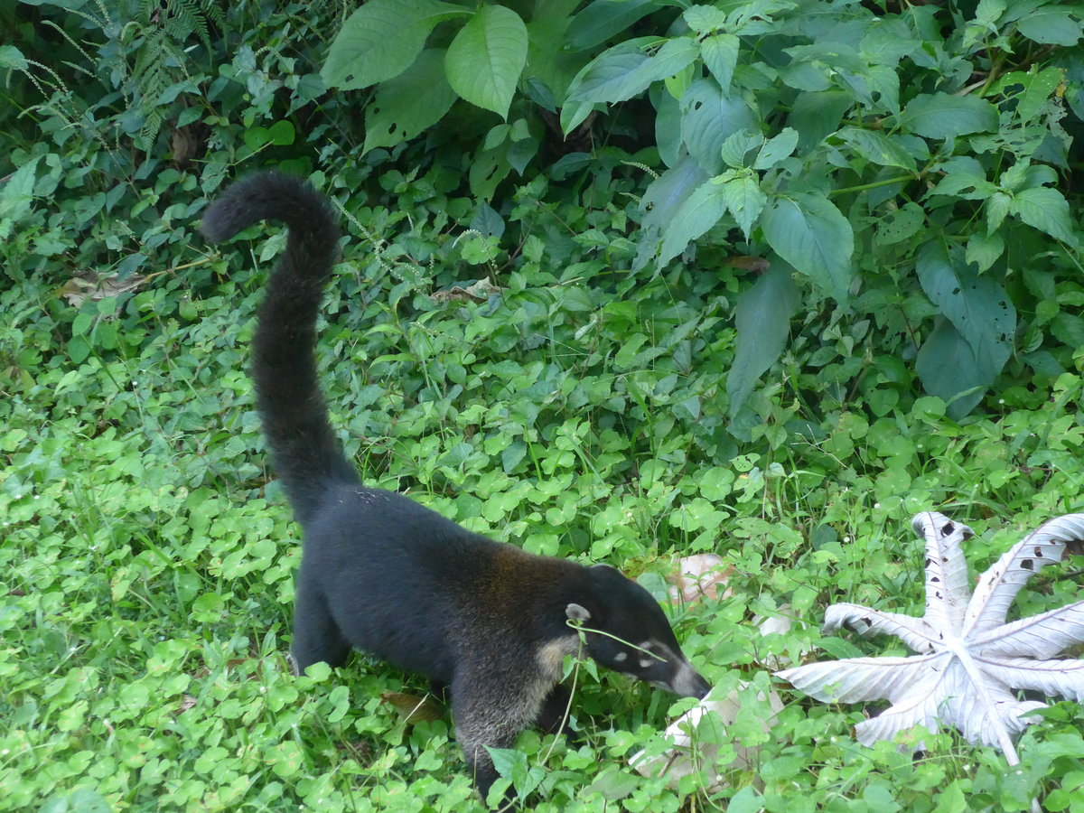 (211'695) - Nasenb�r neben der Strasse am 19. November 2019 bei Arenal