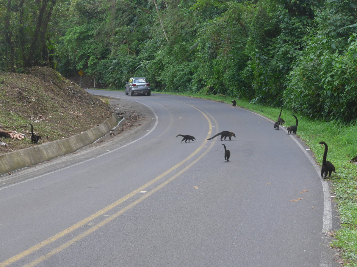 (211'696) - Nasenb�ren auf der Strasse am 19. November 2019 bei Arenal
