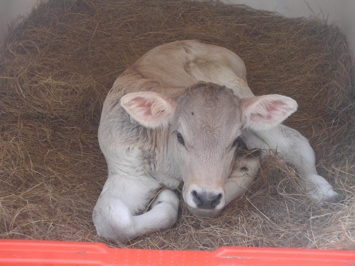 (211'715) - Junges K�lbchen am 19. November 2019 in Nuevo Arenal, Los H�roes