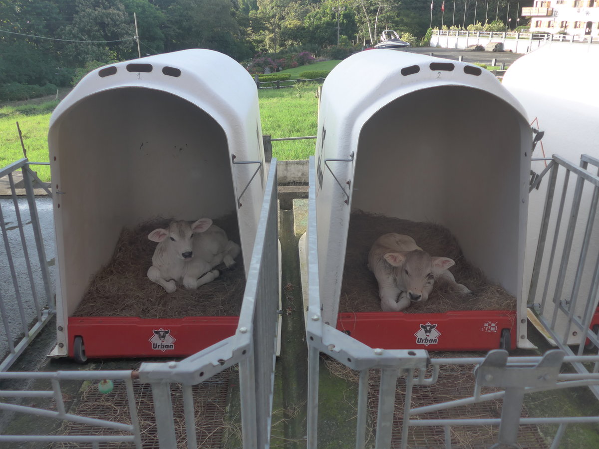 (211'717) - Zwei junge K�lbchen am 19. November 2019 in Nuevo Arenal, Los H�roes