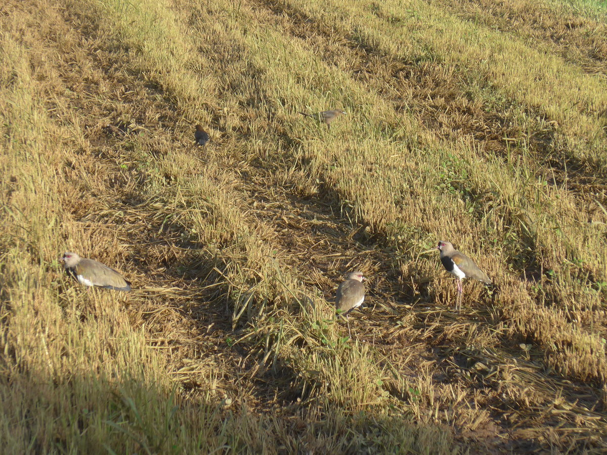 (211'727) - Vier V�gel auf dem Feld am 19. November 2019 in Nuevo Arenal, Los H�roes
