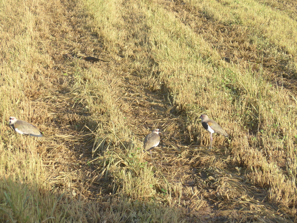 (211'728) - Vier V�gel auf dem Feld am 19. November 2019 in Nuevo Arenla, Los H�roes