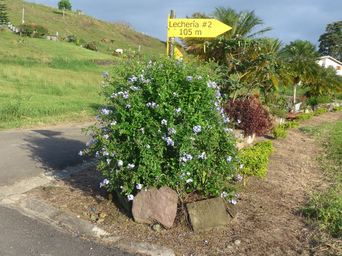 (211'729) - Wegweiser mit Blumen am 19. November 2019 in Nuevo Arenal, Los H�roes