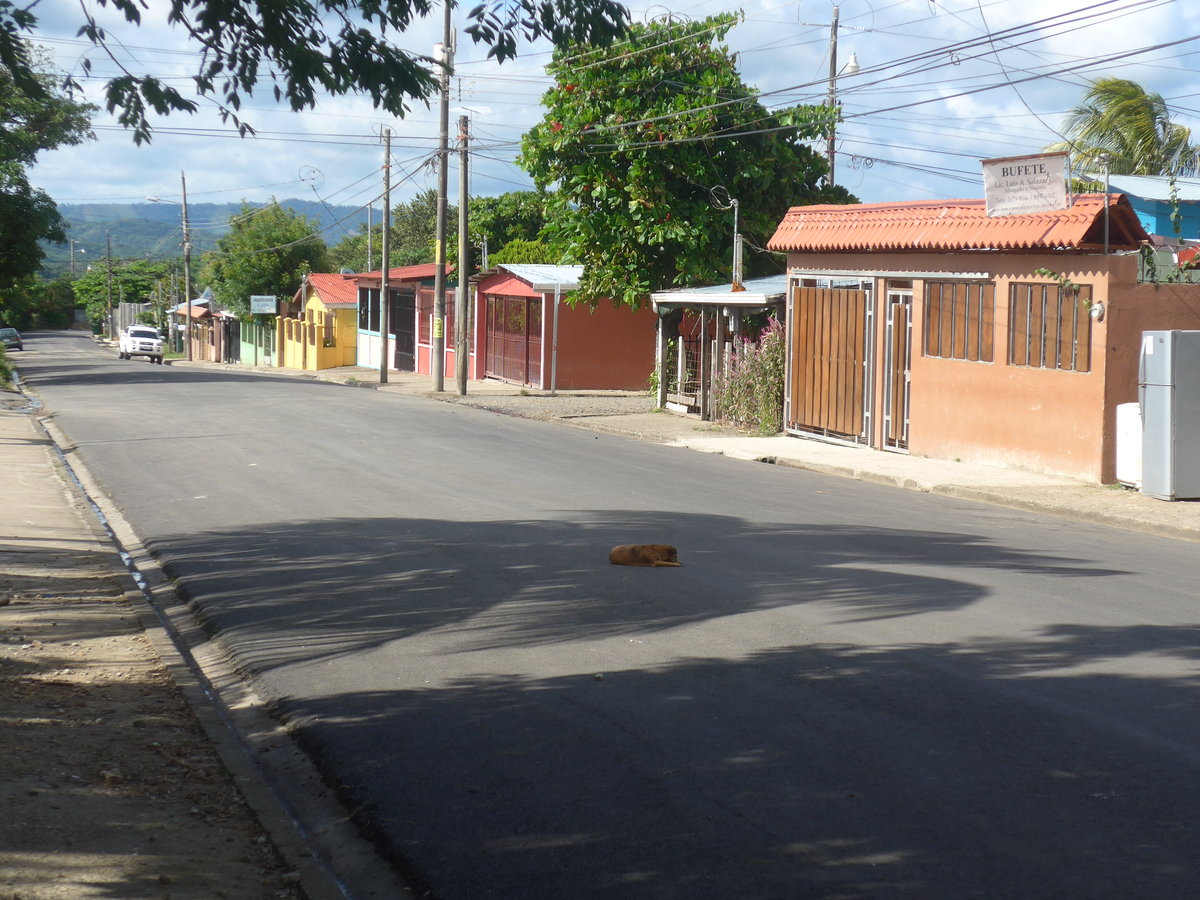 (211'892) - Hund auf der Strasse am 21. November 2019 in La Cruz