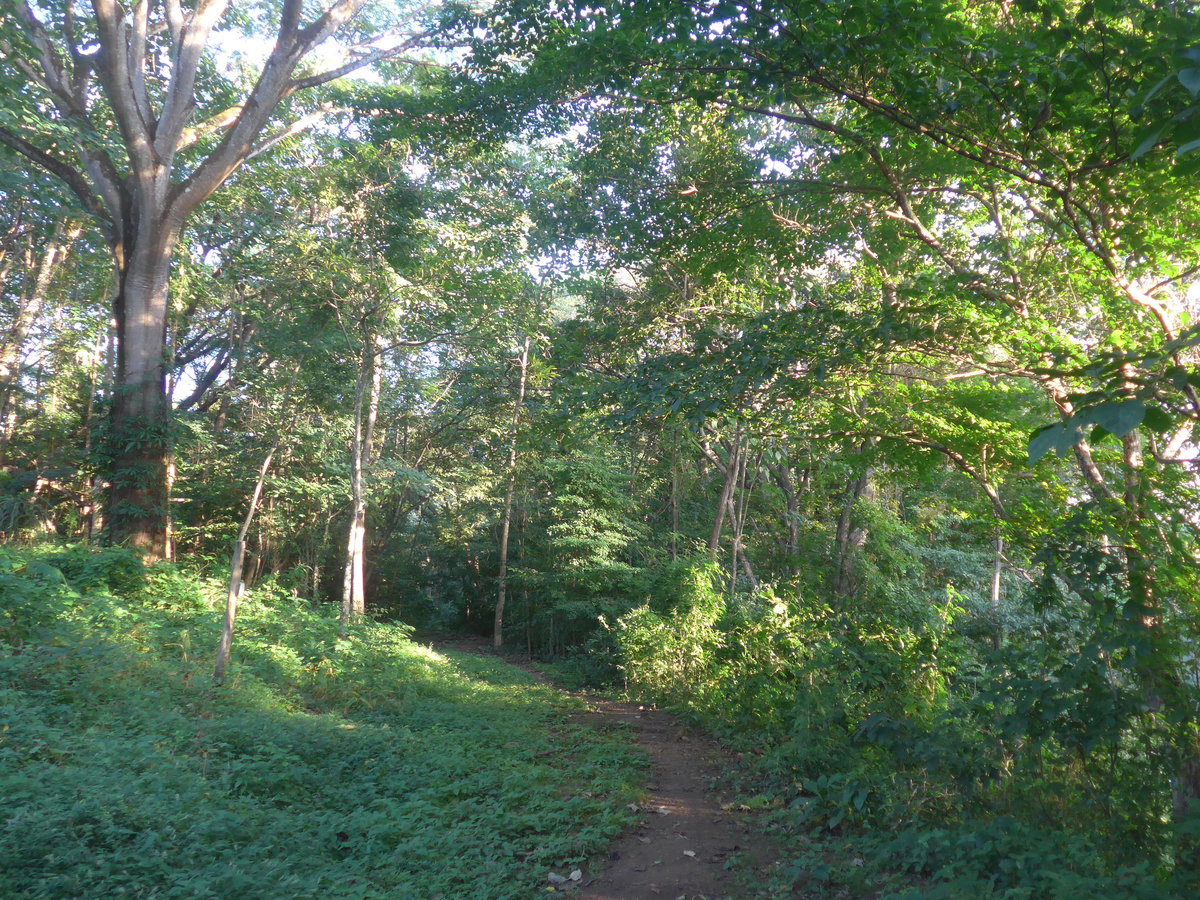 (211'922) - Im Wald am 21. November 2019 in La Cruz, Ca�as Castilla