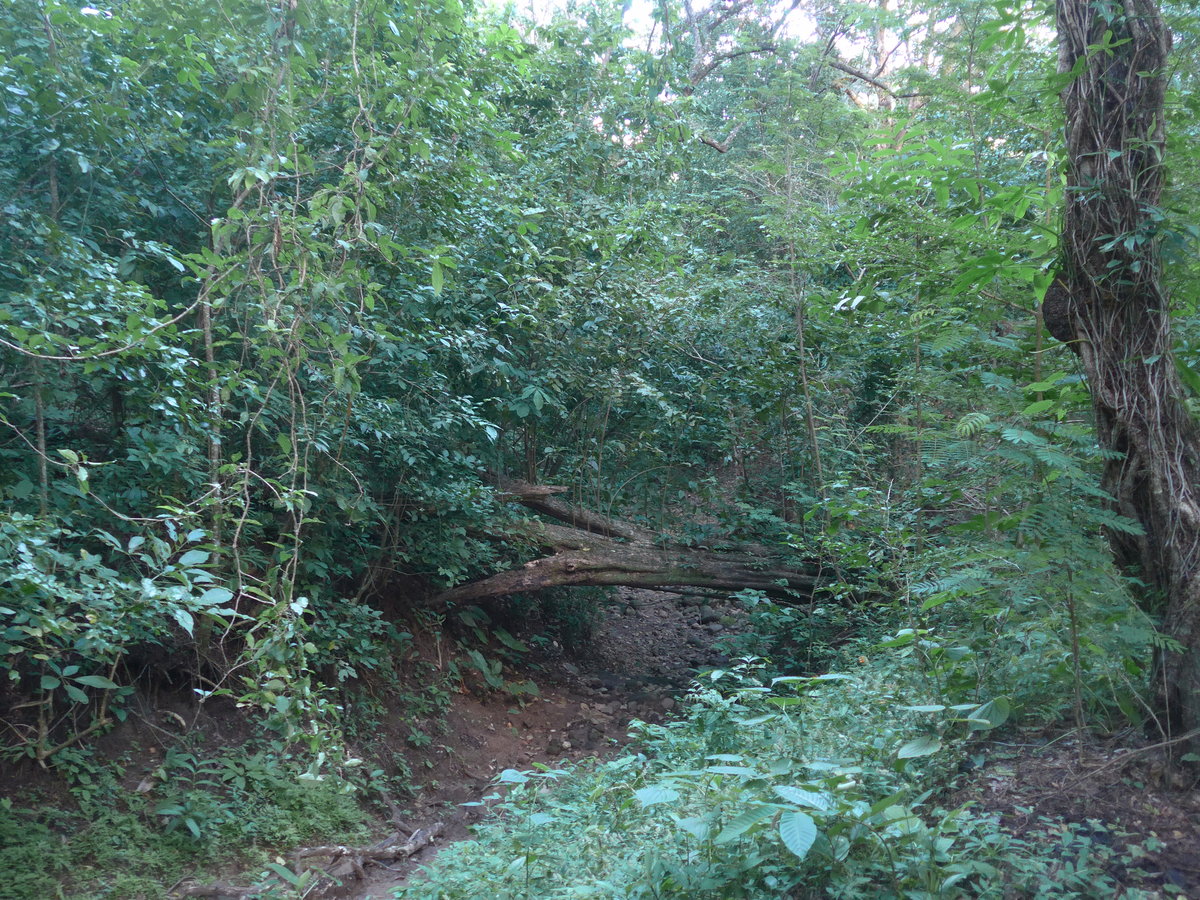 (211'923) - Im Wald am 21. November 2019 in La Cruz, Ca�as Castilla