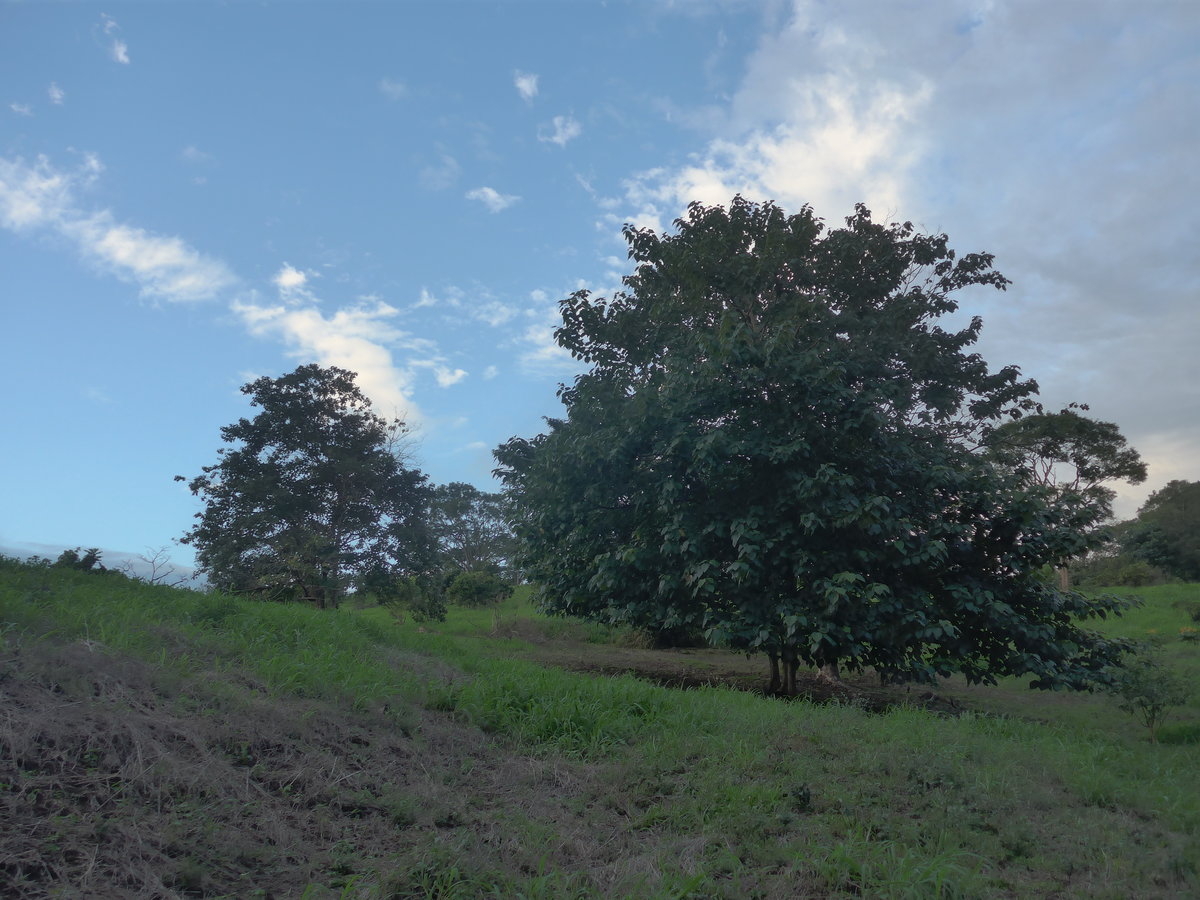 (211'926) - B�ume am 21. November 2019 in La Cruz, Ca�as Castilla