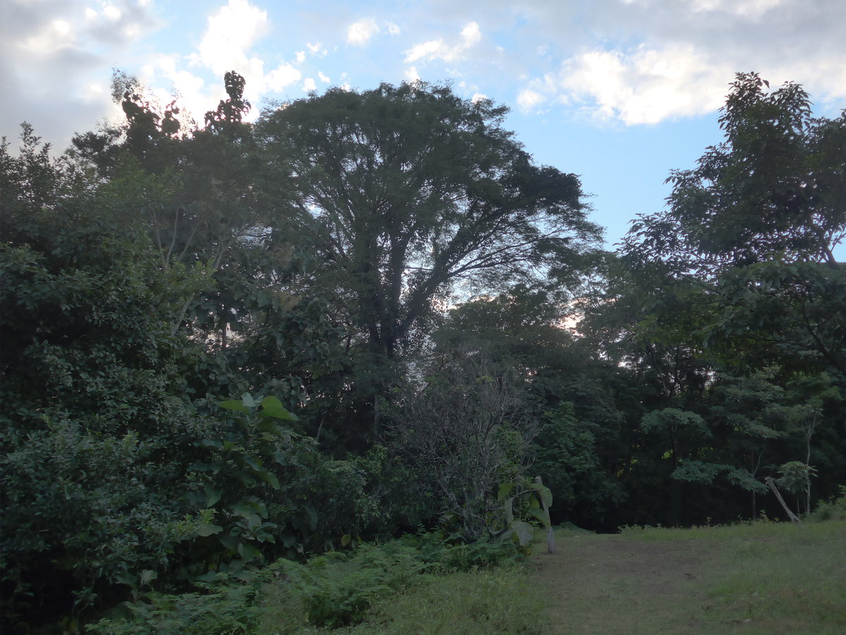 (211'933) - Wald am 21. November 2019 in La Cruz, Ca�as Castilla