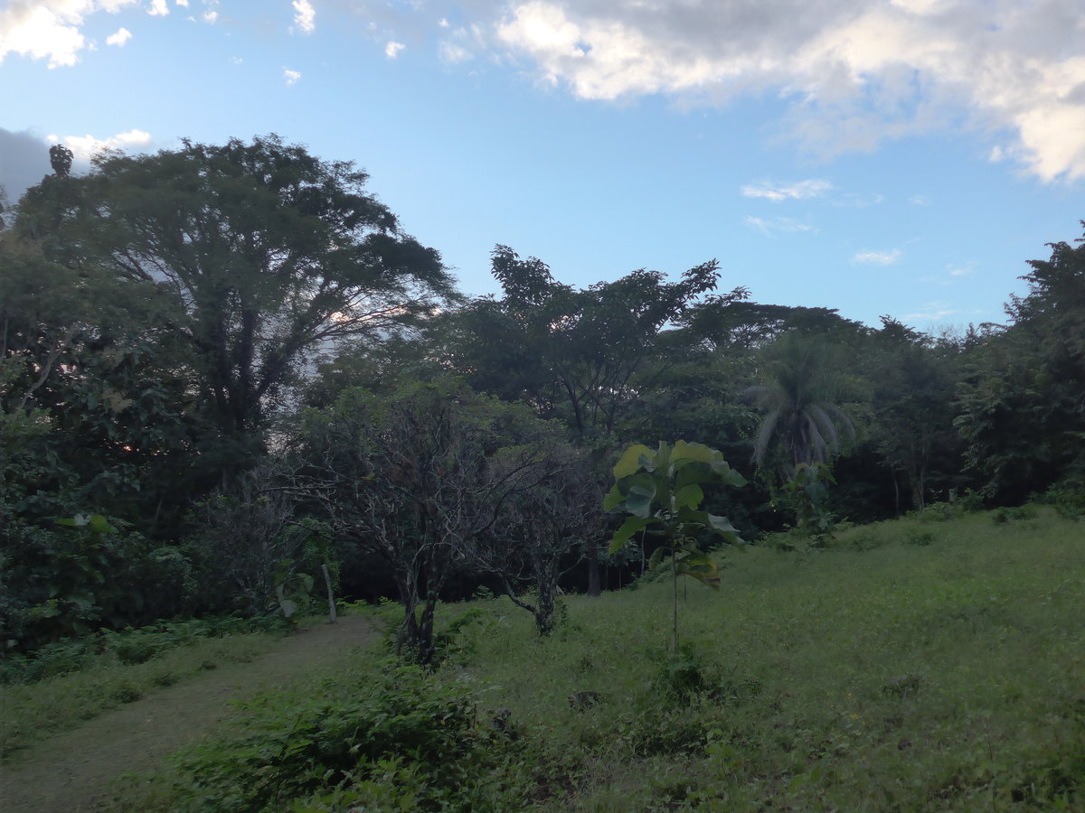 (211'934) - Wald am 21. November 2019 in La Cruz, Ca�as Castilla