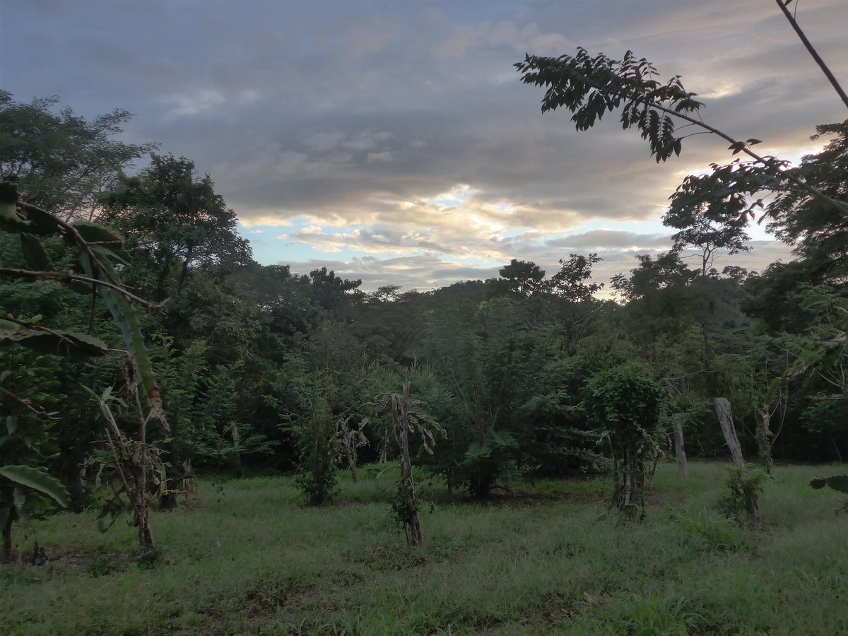 (211'935) - Wald am 21. November 2019 in La Cruz, Ca�as Castilla