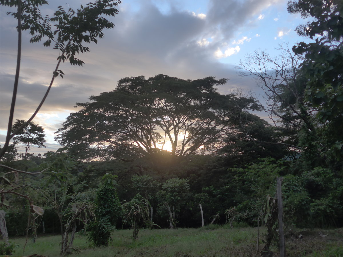 (211'936) - Baum am 21. November 2019 in La Cruz, Ca�as, Castilla