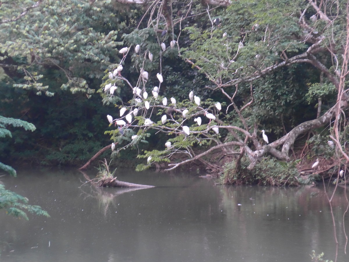 (211'946) - V�gel am Rio Sapoa am 21. November 2019 in La Cruz, Ca�as Castilla