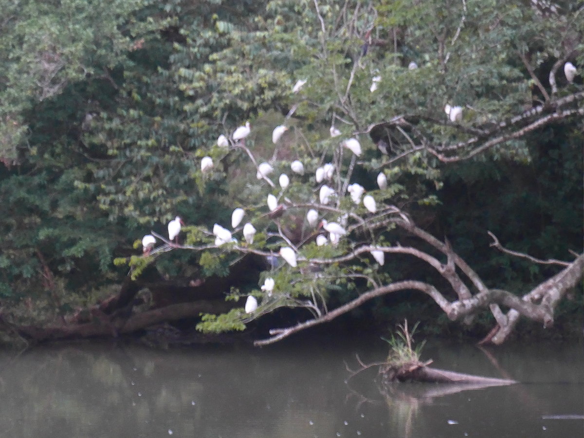 (211'947) - V�gel am Rio Sapoa am 21. November 2019 in La Cruz, Ca�as Castilla