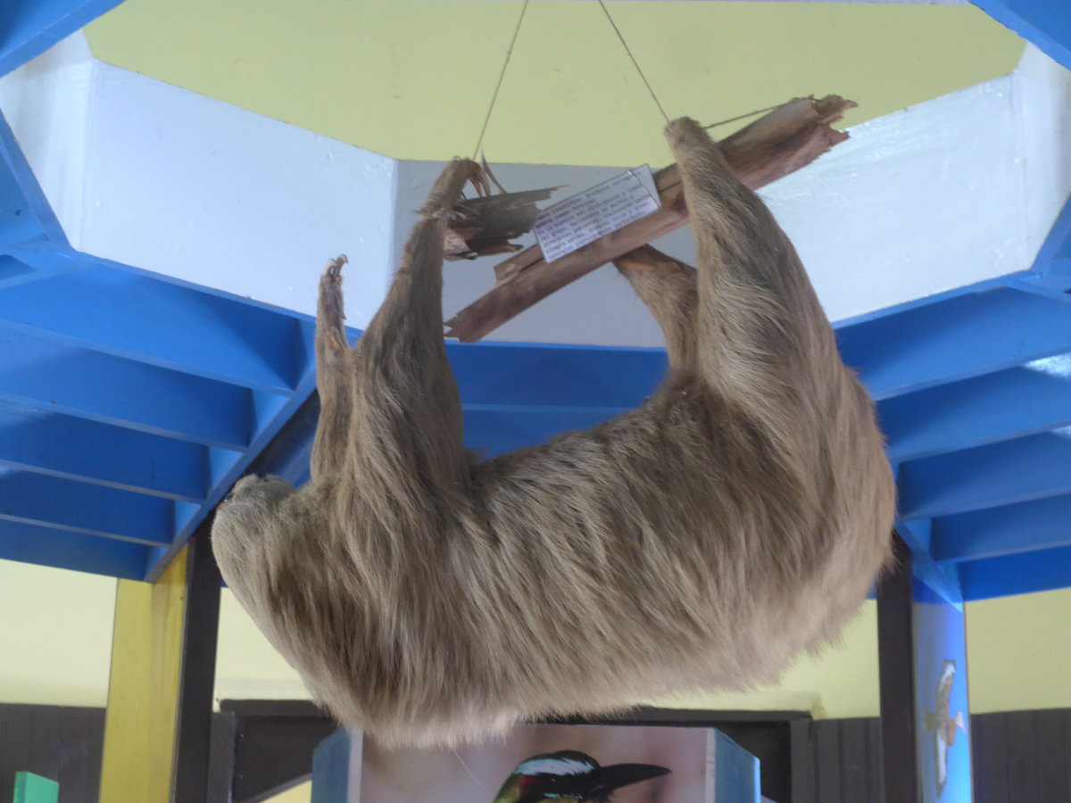 (211'972) - Ausgestopftes Faultier im Museo de Rivas am 22. November 2019 in Rivas