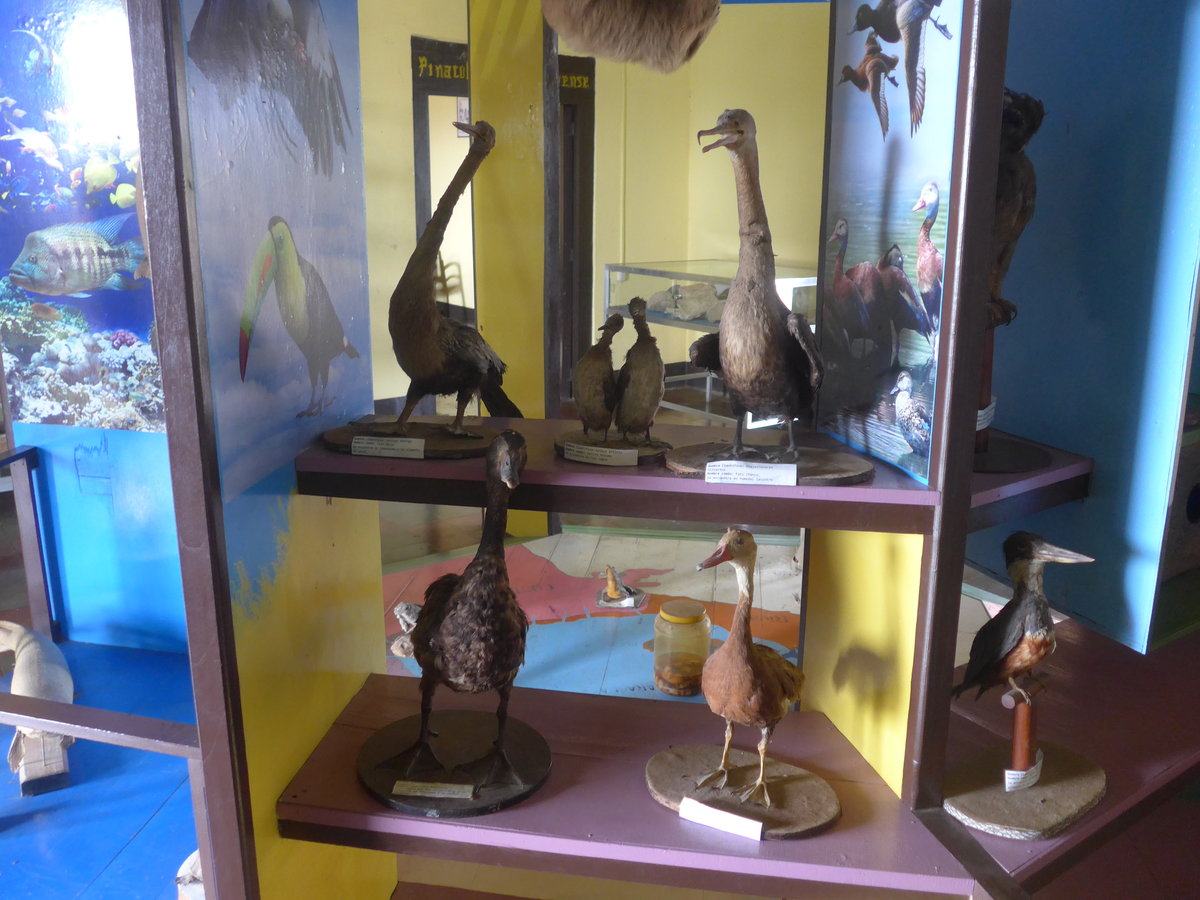 (211'973) - Diverse ausgestopfte V�gel im Museo de Rivas am 22. November 2019 in Rivas