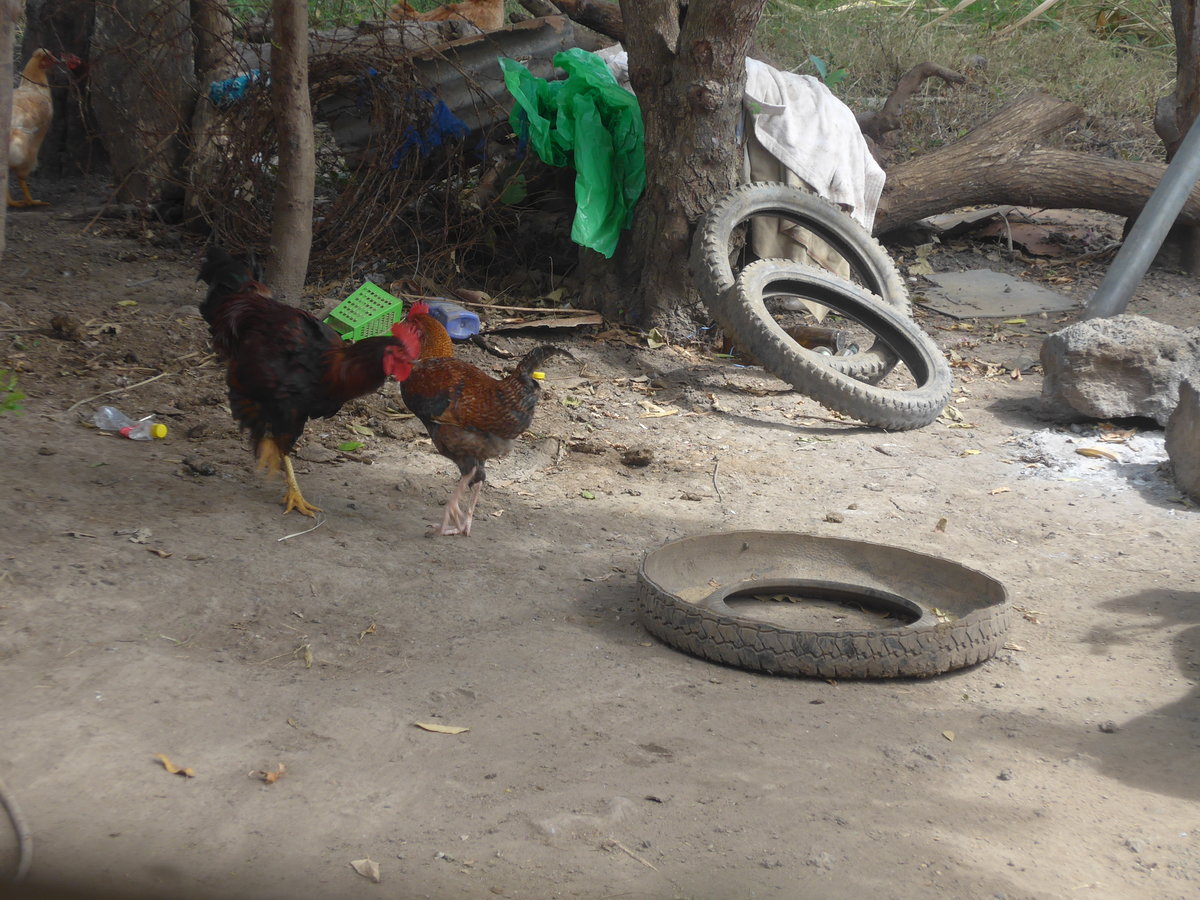 (212'013) - Hahn und Huhn am 22. November 2019 bei Rivas