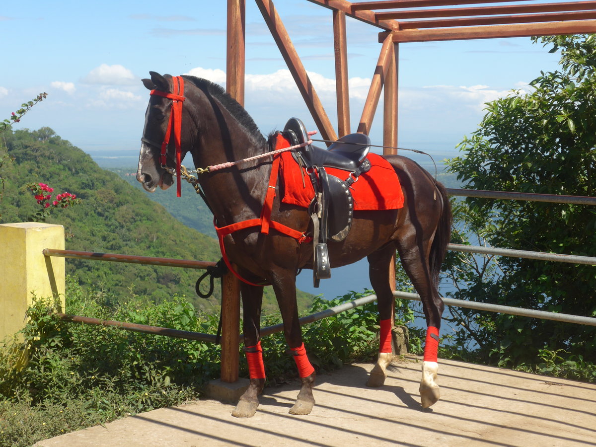 (212'036) - Pferd wartet auf einen Reiter am 22. November 2019 in Catarina