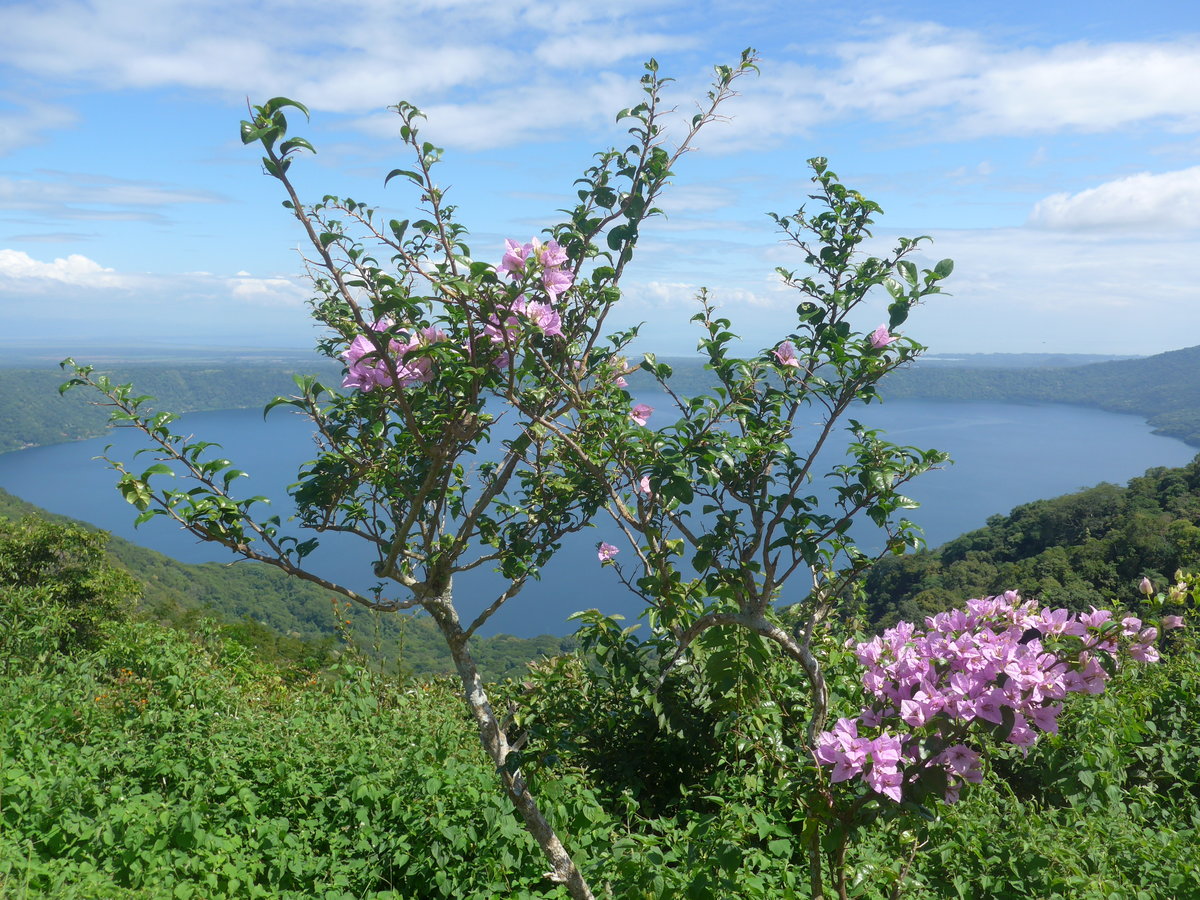 (212'038) - Vulkan Kratersee Apoyo mit Blumen am 22. November 2019 bei Catarina