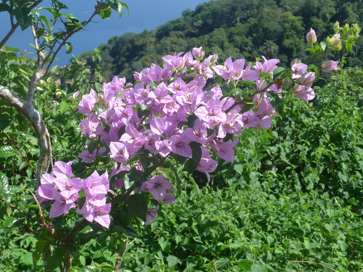 (212'039) - Bl�hender Strauch am 22. November 2019 in Catarina