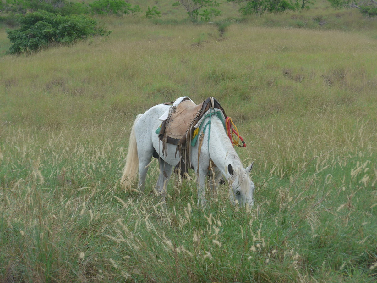 (212'083) - Ein weidendes Pferd beim Vulkan Masaya am 22. November 2019 bei Masaya