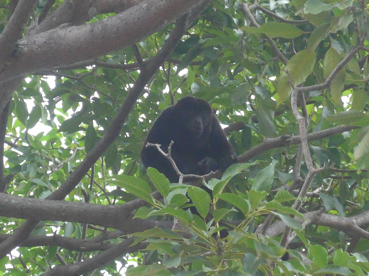 (212'097) - Gorilla auf dem Baum am 22. November 2019 in Granada