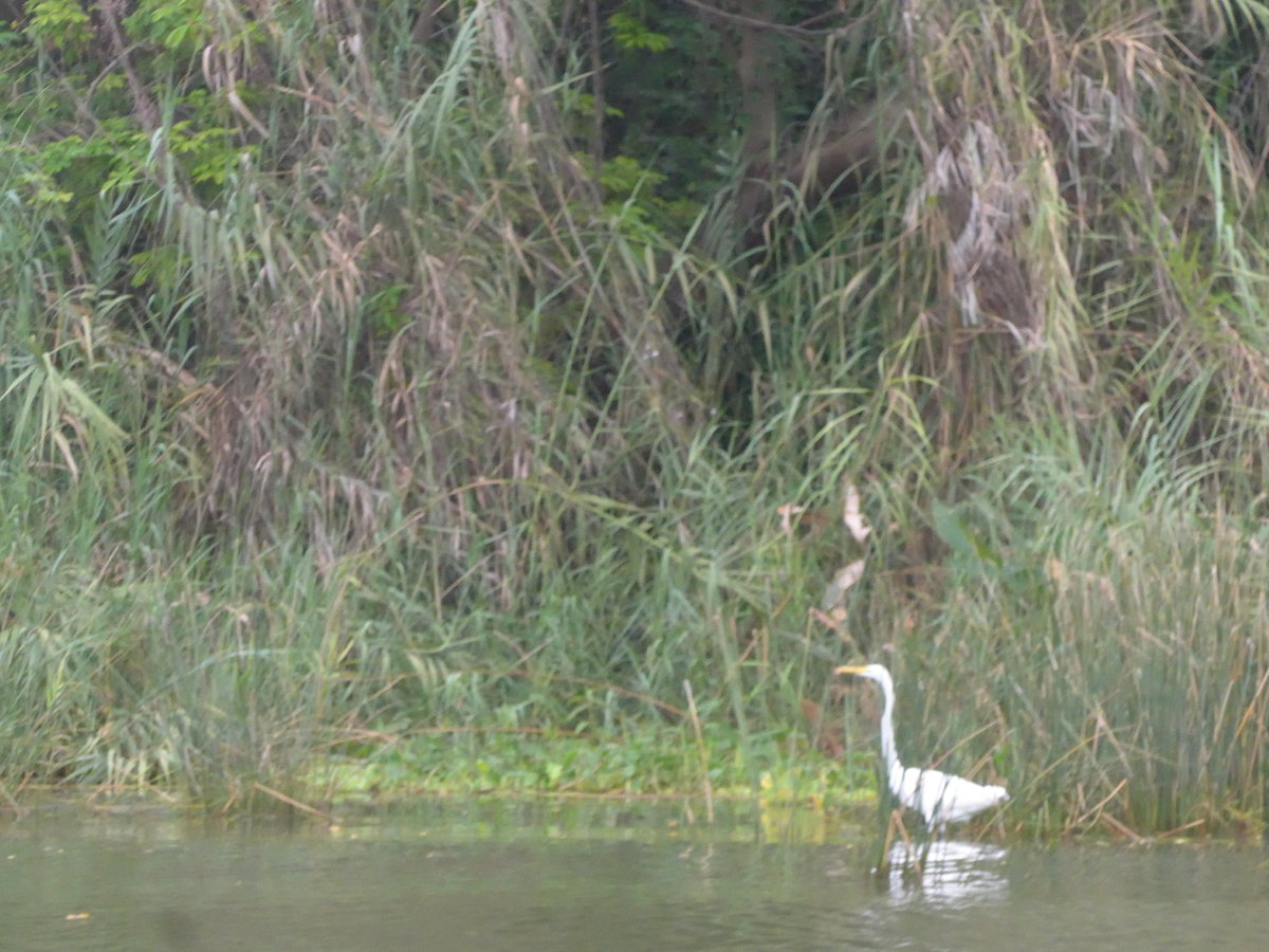 (212'109) - Weisser Vogel am Nicaraguasee am 22. November 2019 bei Granada