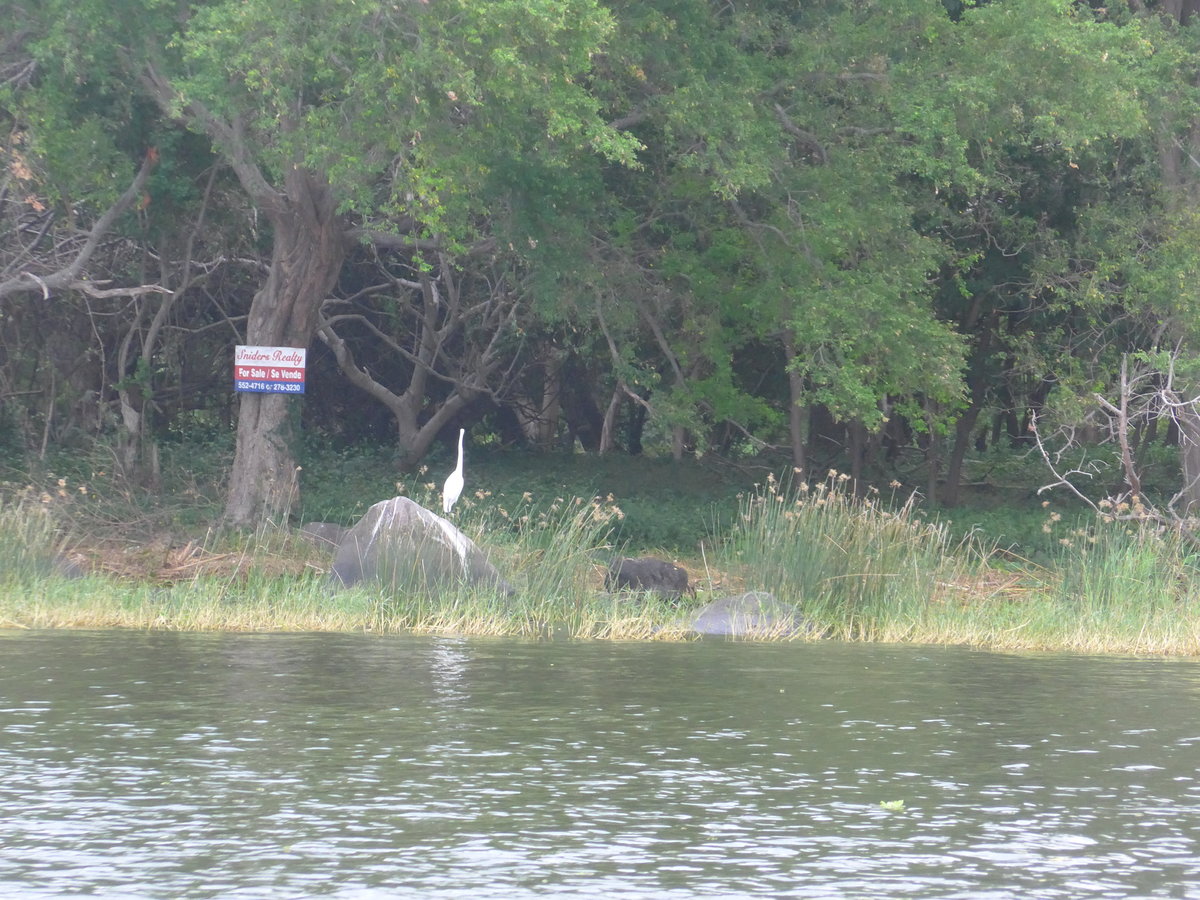 (212'111) - Weisser Vogel am Ufer des Nicaraguasees am 22. November 2019 bei Granada
