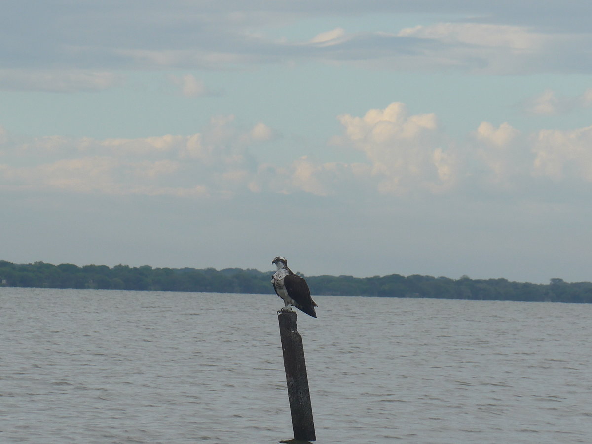 (212'112) - Adler�hnlicher Vogel auf dem Nicaraguasee am 22. November 2019 bei Granada