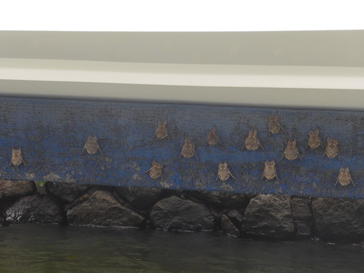 (212'128) - Flederm�use am Boot am 22. November 2019 bei Granada