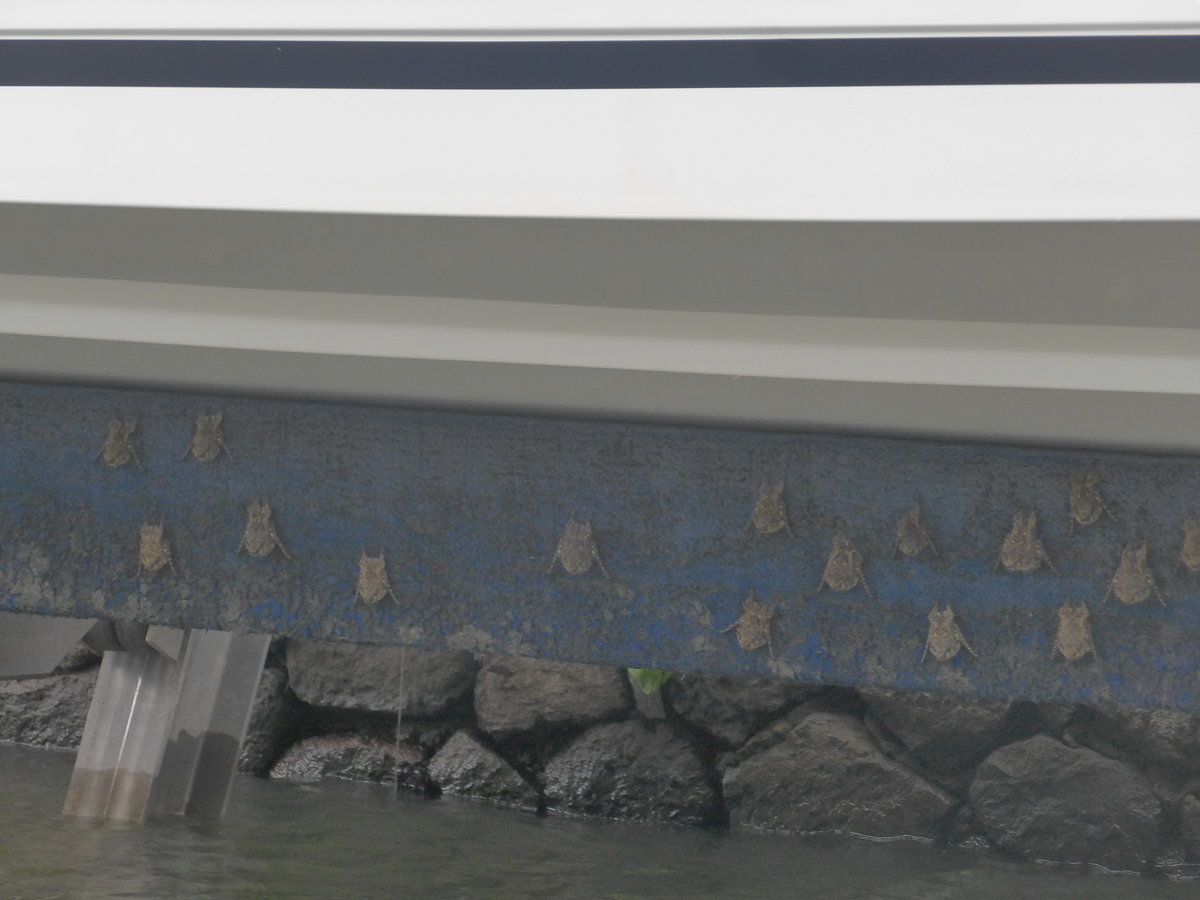 (212'129) - Flederm�use am Boot am 22. November 2019 bei Granada