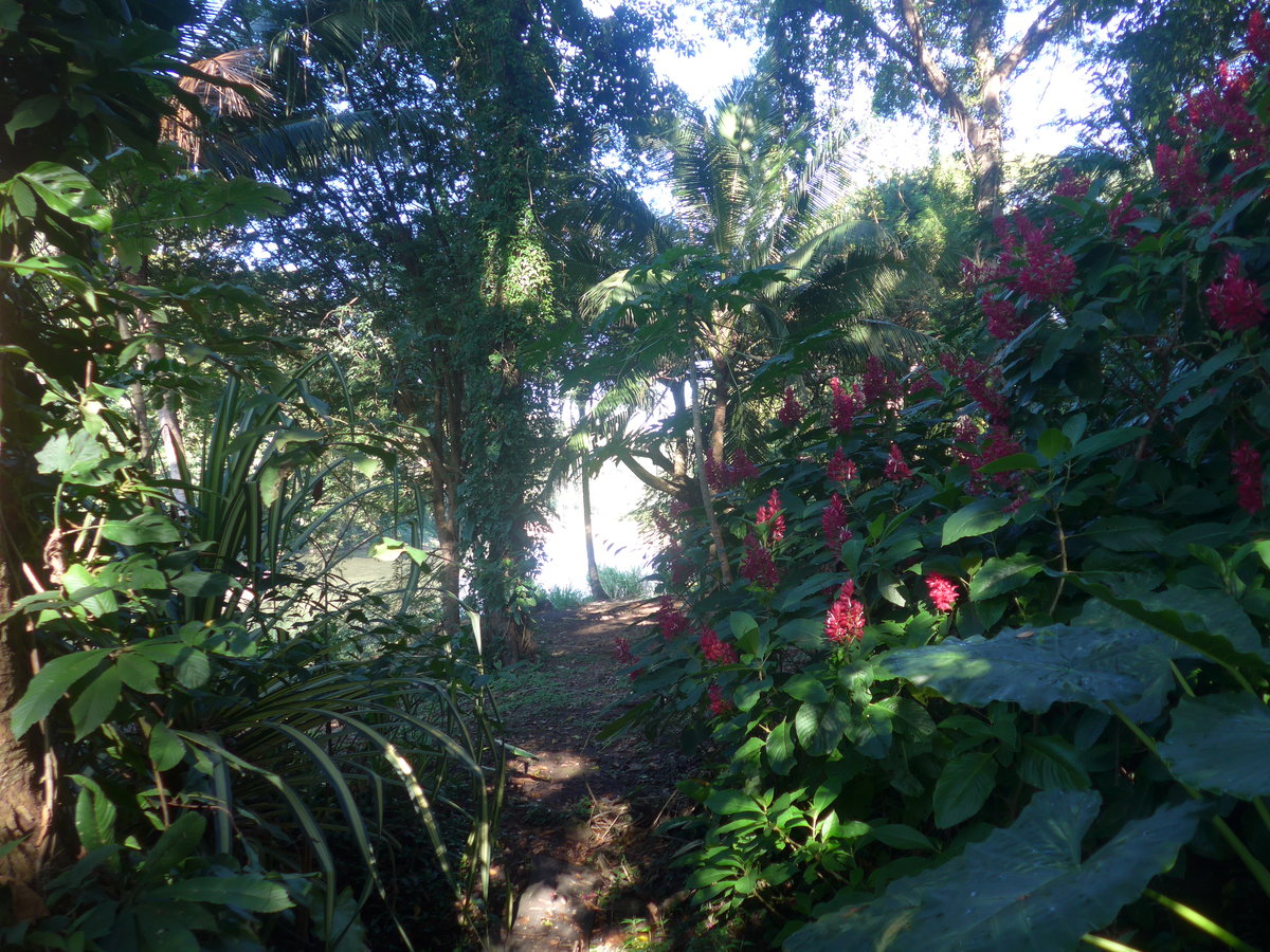 (212'168) - B�ume und Pflanzen am 23. November 2019 in La Cruz, Ca�as Castilla