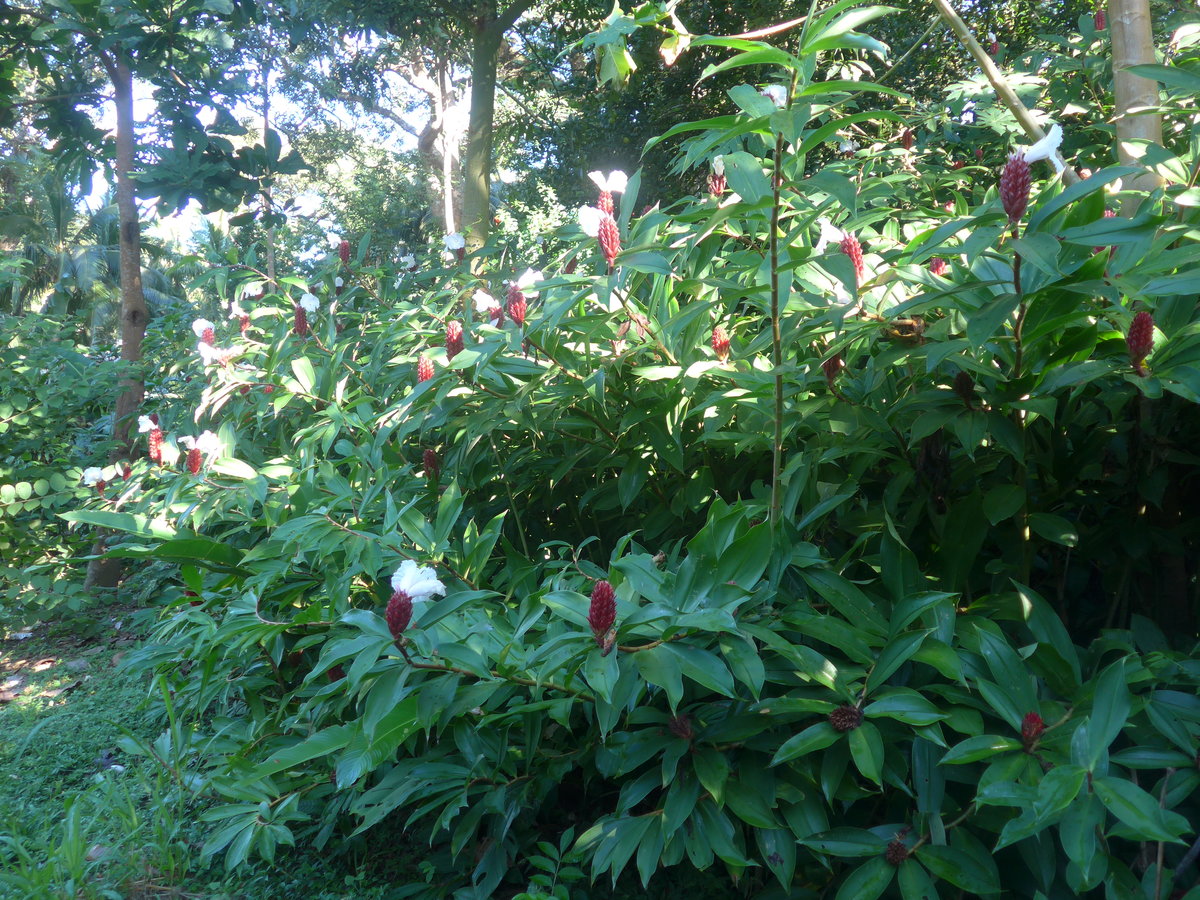 (212'170) - Pflanzen am 23. November 2019 in La Cruz, Ca�as Castilla