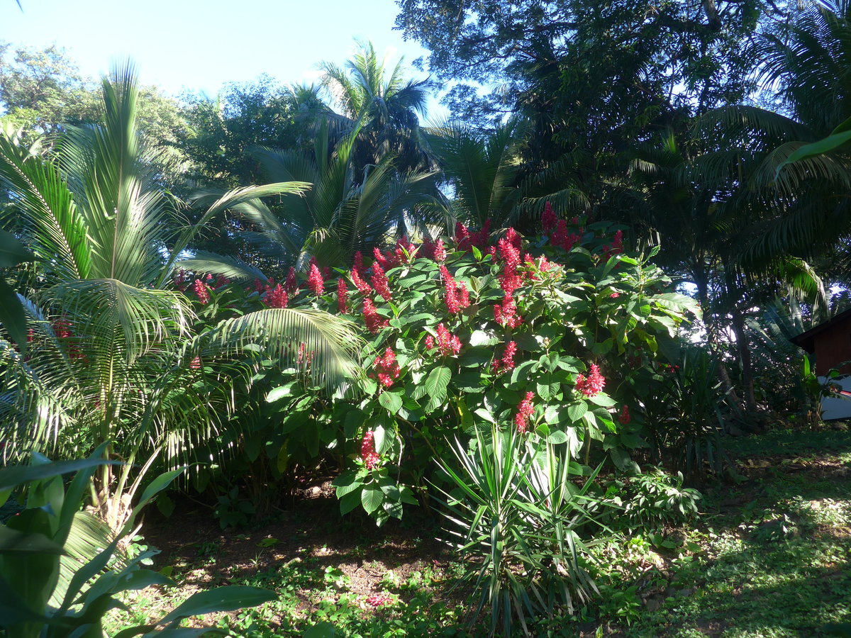 (212'172) - Pflanzen am 23. November 2019 in La Cruz, Ca�as Castilla