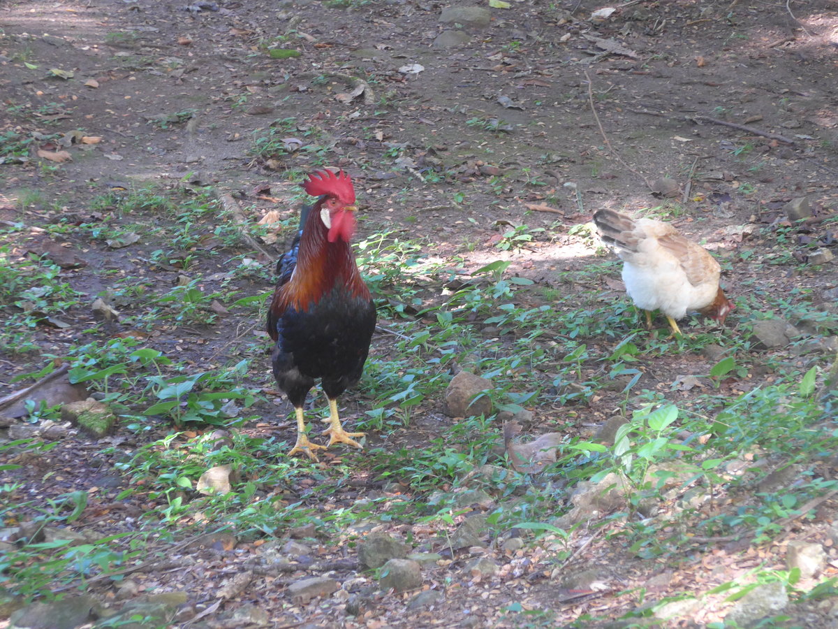 (212'174) - Hahn und Huhn am 23. November 2019 in La Cruz, Ca�as Castilla