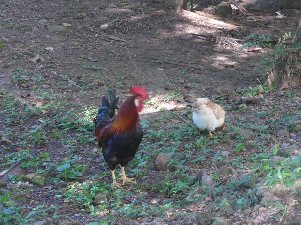 (212'175) - Hahn und Huhn am 23. November 2019 in La Cruz, Ca�as Castilla