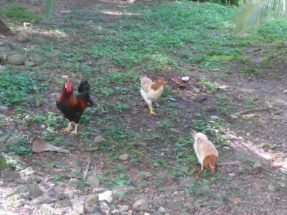 (212'176) - Hahn und H�hner am 23. November 2019 in La Cruz, Ca�as Castilla