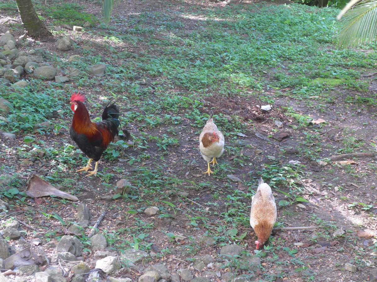 (212'177) - Hahn und H�hner am 23. November 2019 in La Cruz, Ca�as Castilla