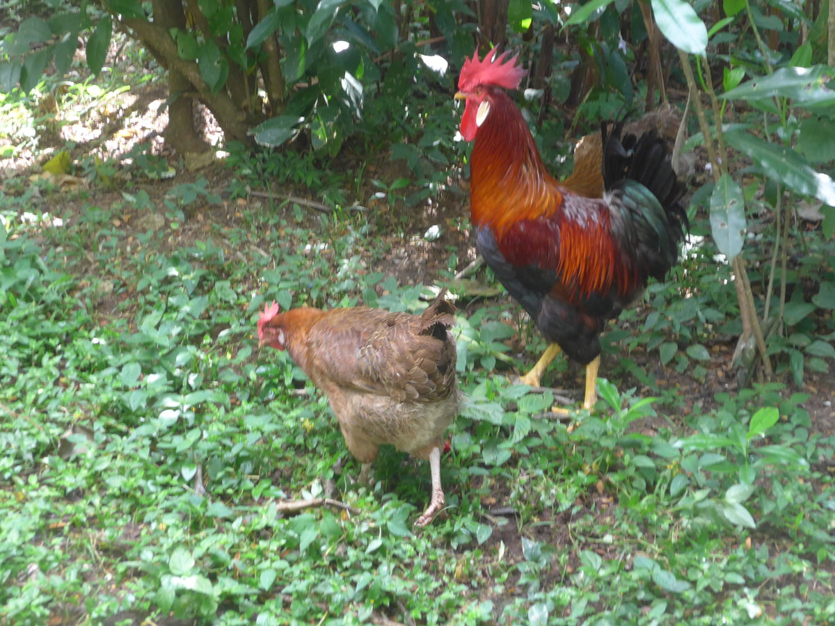 (212'178) - Huhn und Hahn am 23. November 2019 in La Cruz, Ca�as Castilla