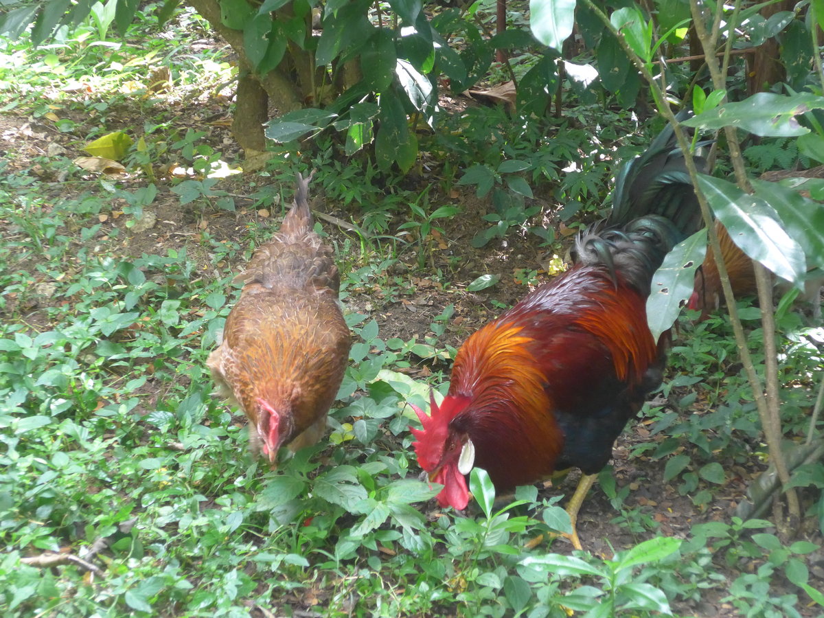 (212'179) - Huhn und Hahn am 23. November 2019 in La Cruz, Ca�as Castilla