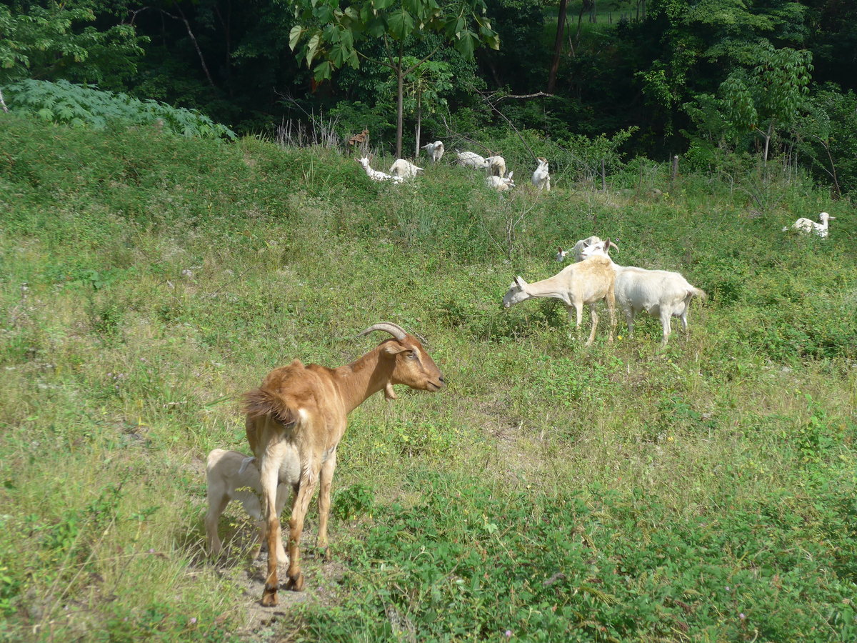 (212'183) - Ziegen am 23. November 2019 in La Cruz, Ca�as Castilla