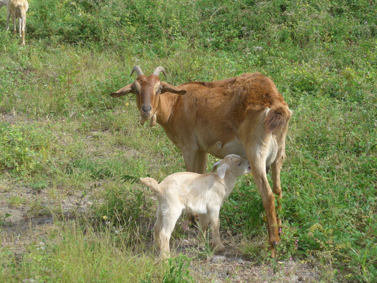 (212'184) - Ziegen am 23. November 2019 in La Cruz, Ca�as Castilla