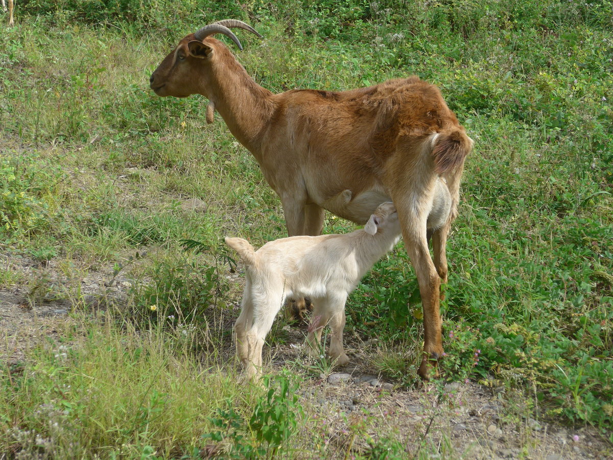 (212'185) - Ziegen am 23. November 2019 in La Cruz, Ca�as Castilla