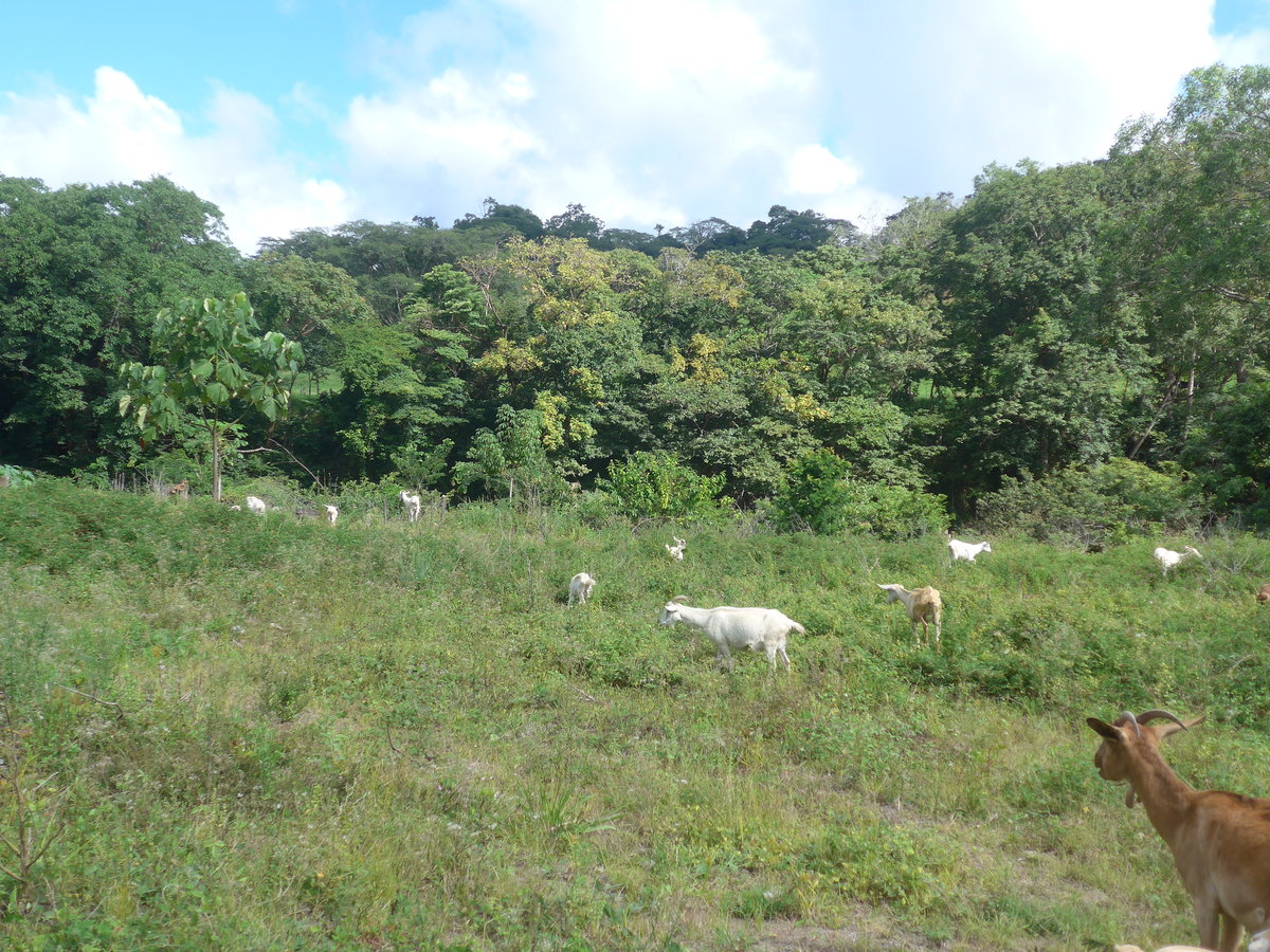 (212'186) - Ziegen am 23. November 2019 in La Cruz, Ca�as Castilla