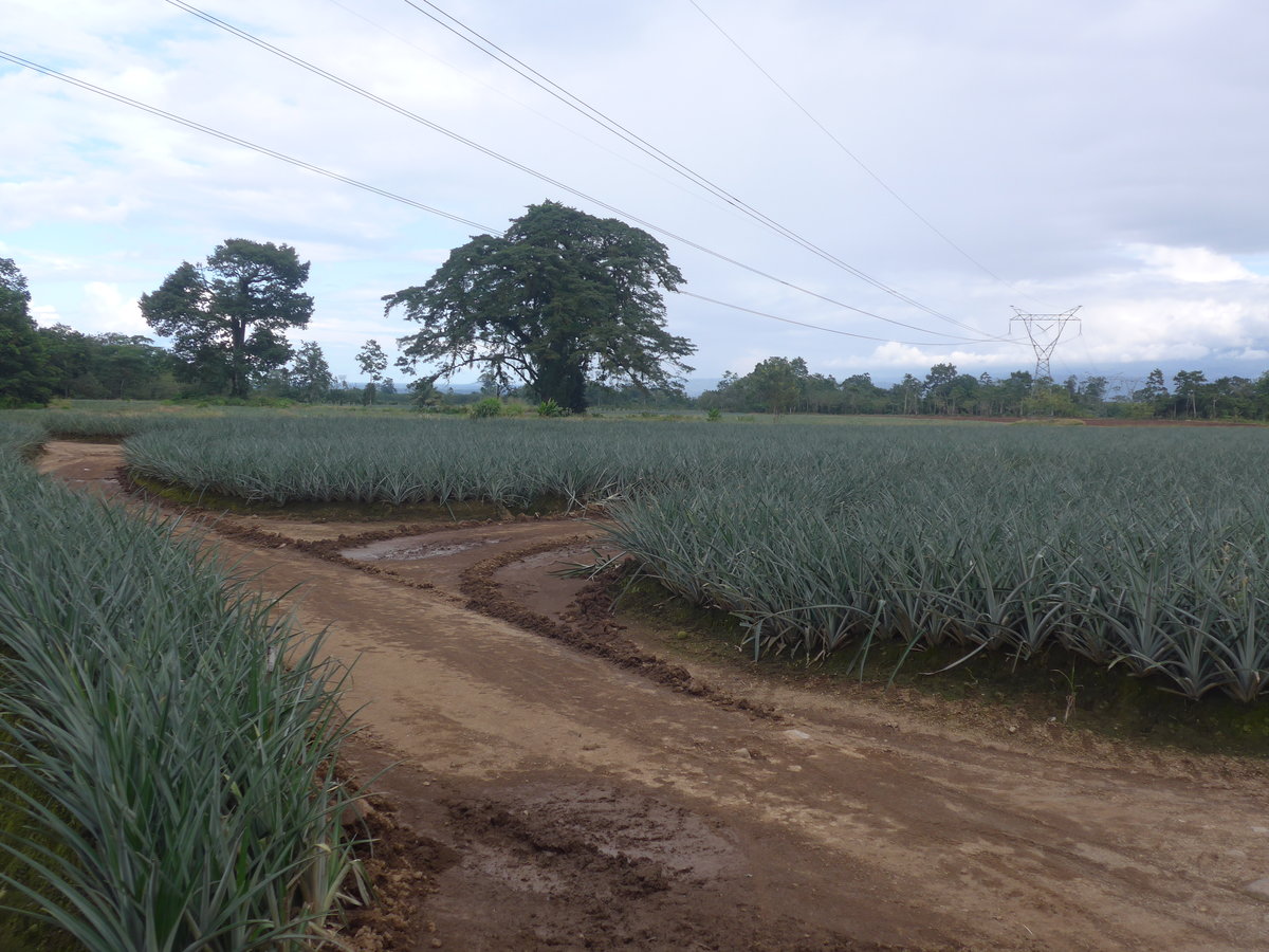 (212'340) - Ananas-Plantage am 24. November 2019 in La Fortuna, Pineapple Farm