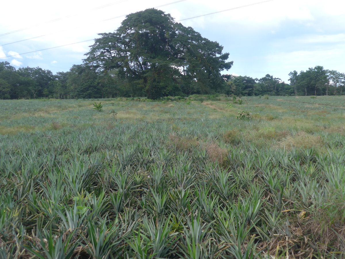 (212'350) - Ananas-Plantage am 24. November 2019 in La Fortuna, Pineapple Farm