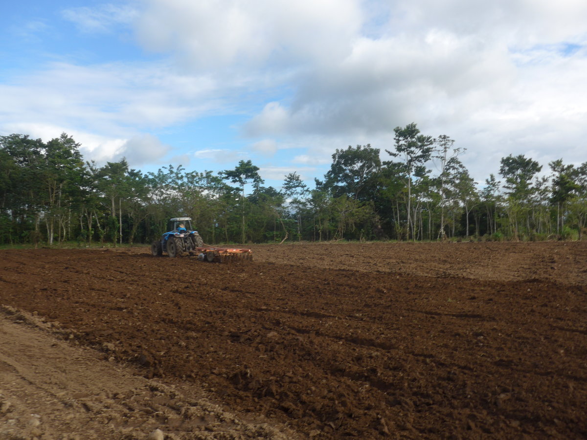 (212'359) - Das Feld wird frisch gepfl�gt auf der Ananas-Plantage am 24. November 2019 in La Fortuna, Pineapple Farm