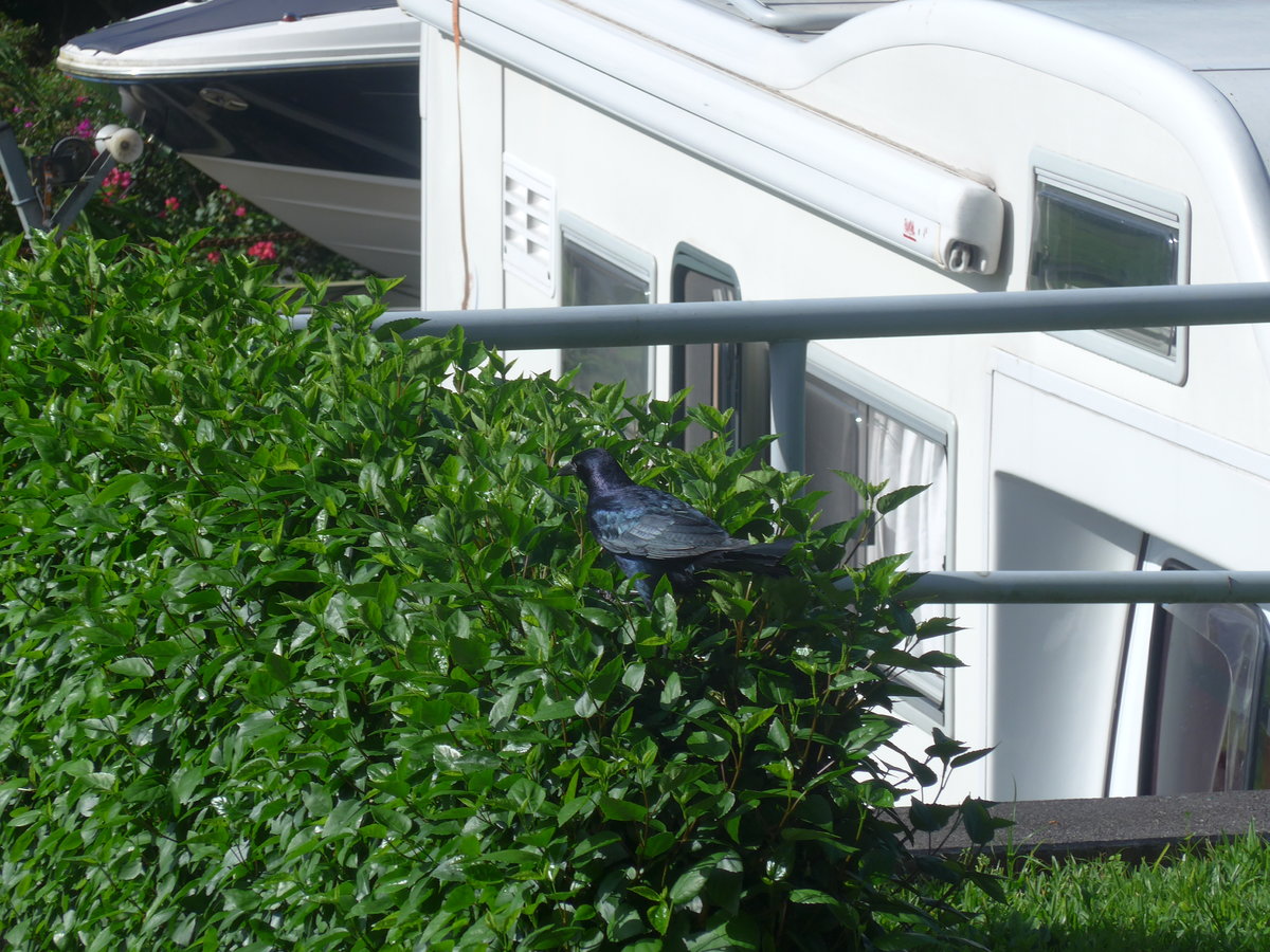 (212'453) - Vogel im Strauch am 26. November 2019 in Neuvo Arenal, Los H�roes