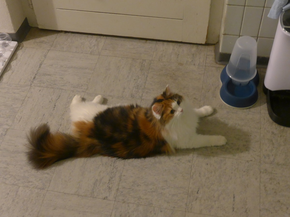 (213'191) - Katze Nimerya am 29. Dezember 2019 in Thun