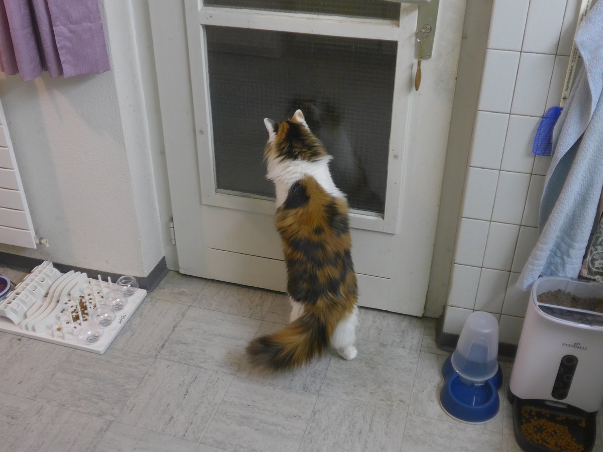 (213'198) - Katze Nimerya m�chte hinaus am 30. Dezember 2019 in Thun