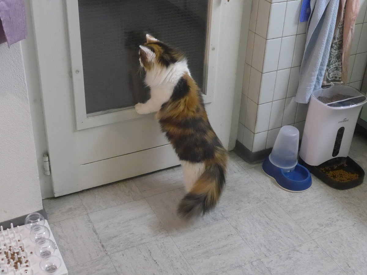 (213'199) - Katze Nimerya m�chte hinaus am 30. Dezember 2019 in Thun